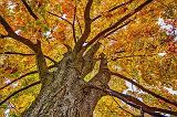 Up An Autumn Tree_46210-2DD